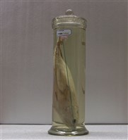 藏品(扁花鰹)的圖片